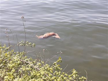 Ree verdronken in het kanaal - Beringen
