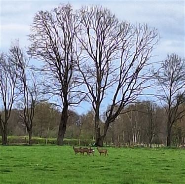 Reeën grazend in de avondzon - Pelt
