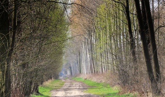 Reetje van de Wateringen - Lommel