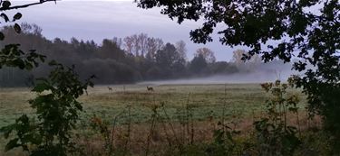 Reetjes in de vallei - Beringen