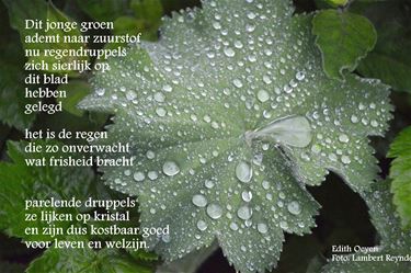 Regen inspireert - Beringen