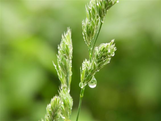 Regendruppel aan het gras - Lommel