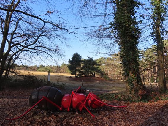 Reuzenmier zorgt voor dubbele blik - Hechtel-Eksel