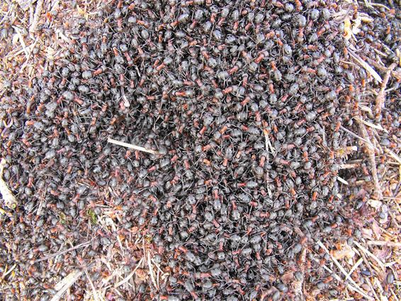 Rode bosmieren in microklimaat - Hechtel-Eksel