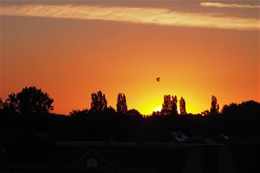 Rode Duivel - Beringen