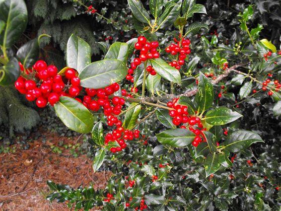 Rode hulstbessen bij Kerstmis - Hechtel-Eksel