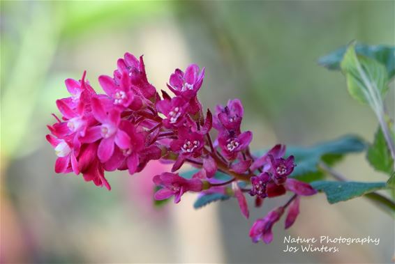 Hechtel-Eksel - Rode ribes
