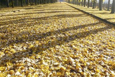 Rode weg in het geel - Beringen