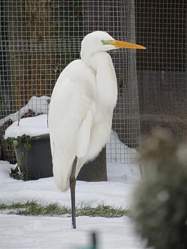 Roerloos op een poot - Neerpelt