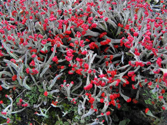 Rood bekermos in Bosland - Hechtel-Eksel