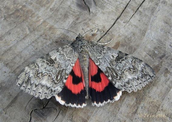 Rood en wees - Overpelt