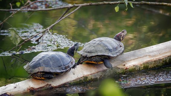 Roodwangschildpadden in de Grote Fossé - Lommel