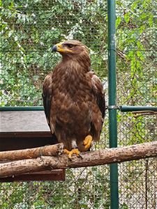 Roofvogels in beslag genomen - Beringen