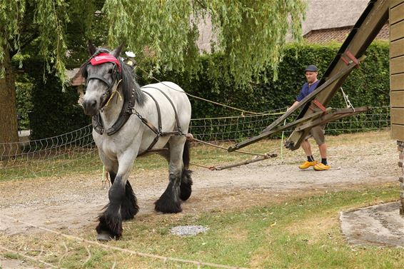 Rosmolen met paard - Lommel