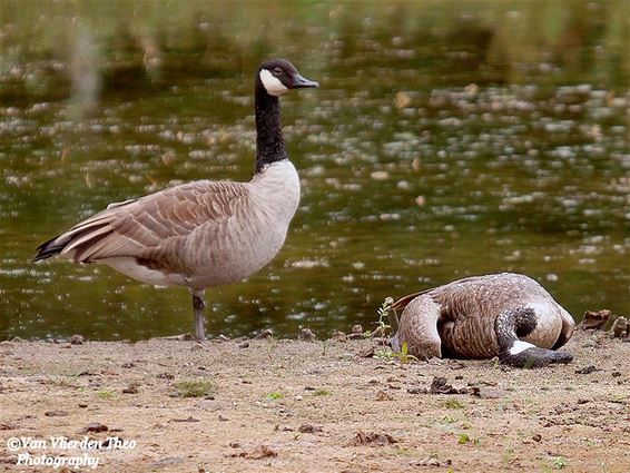 Rouwen aan De Bever - Hamont-Achel