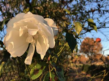 Rozen die bloeien - Beringen