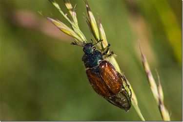 Rozenkever of Johanneskever (Phyllopertha Orticol) - Beringen