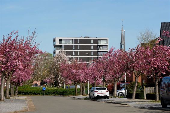 Bloesempracht in de Rozenlaan - Beringen