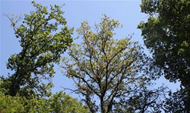 Ruim 1 op 5 bosbomen is beschadigd