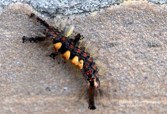 Rups van de witvlakvlinder - Peer