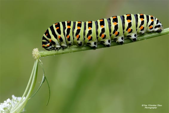 Rups van koninginnenpage gespot langs Warmbeek - Hamont-Achel
