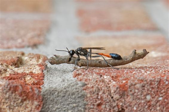Rupsendoder sleept prooi naar haar nest - Pelt