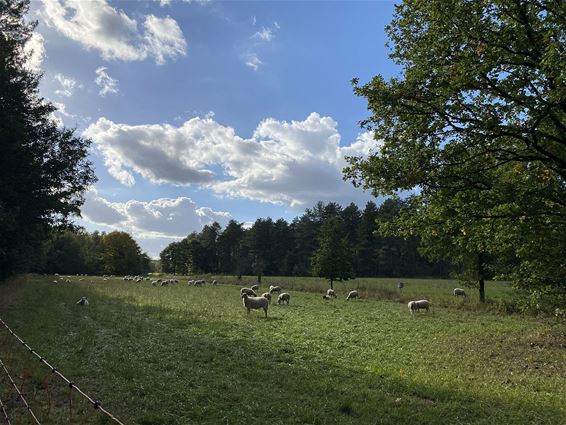 Rust in het Kolisbos - Pelt