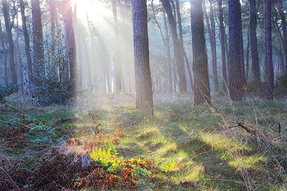 Rust op de Blekerheide - Lommel