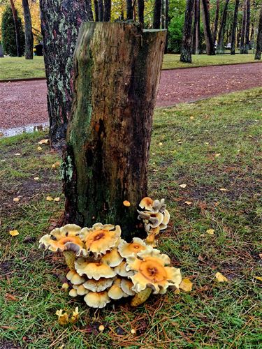 Rust op de stedelijke begraafplaats - Lommel