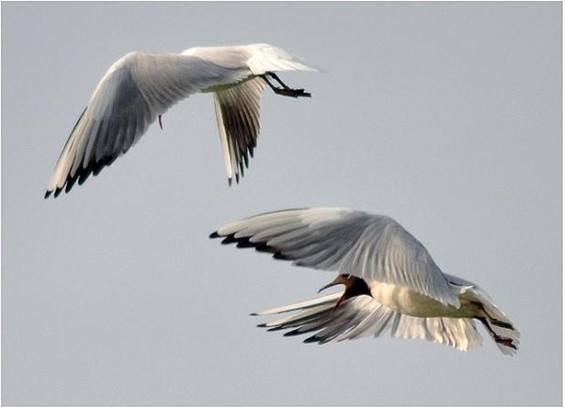 Ruzie in de lucht - Lommel