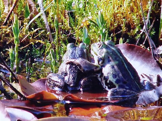 Samen genieten... - Lommel