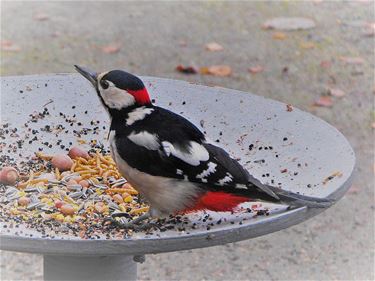 Sapperloot, mijn kont is rood - Hechtel-Eksel