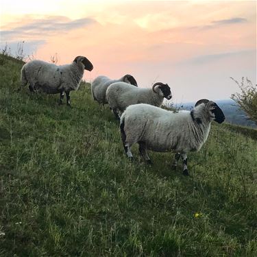 Schaap doodgebeten door hond - Beringen