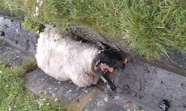 Schaap gekeeld op terril Beringen - Beringen