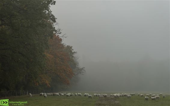 Schaapjes in de mist op het Hobos - Pelt