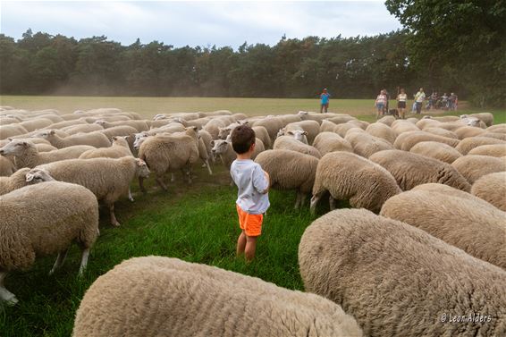 Schaapjes kijken met straaljagers er bij - Peer & Pelt