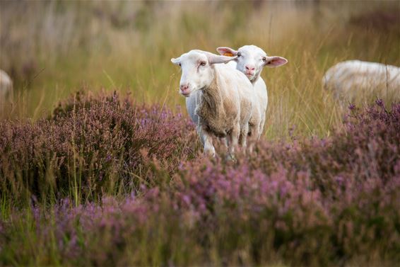 Schaapjes op de Blekerheide - Lommel