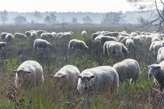 Schaapjes op het droge - Hamont-Achel