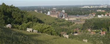 Schaapjes tellen op de terril - Beringen