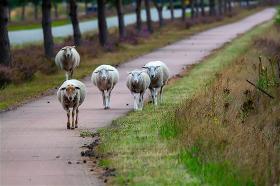 Schaapskudde op wandel in Kristalpark - Lommel