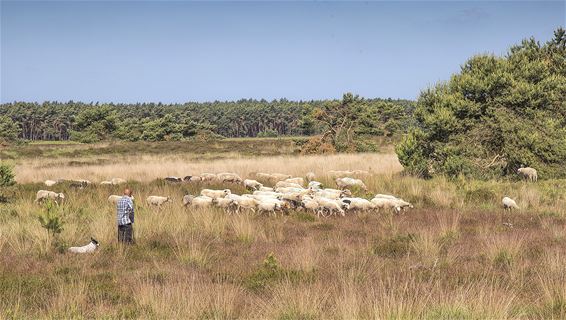 Schaapskudden op de Blekerheide - Lommel