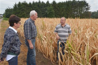 Schade aan landbouw wordt opgemeten - Beringen