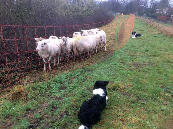 Schapen begrazen het wachtbekken - Pelt