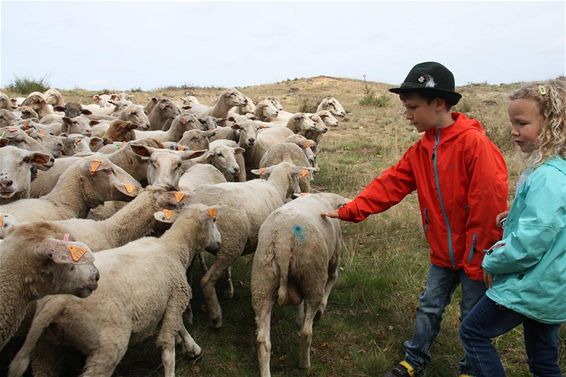 Schapen centraal tijdens wandeling - Meeuwen-Gruitrode