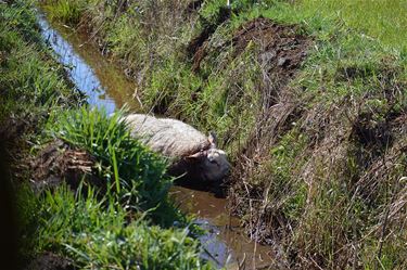 Schapen doodgebeten aan Herenthoek - Pelt