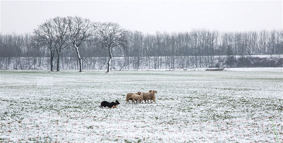 Schapen drijven, in de sneeuw - Overpelt