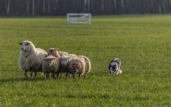 Schapen drijven in de Winnerstraat - Hechtel-Eksel