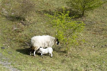 Schapen een tijdje weg van terril - Beringen