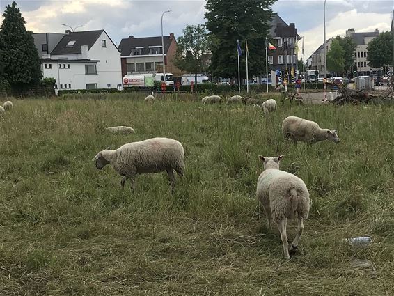 Schapen grazen langs de drukste weg van Limburg - Houthalen-Helchteren