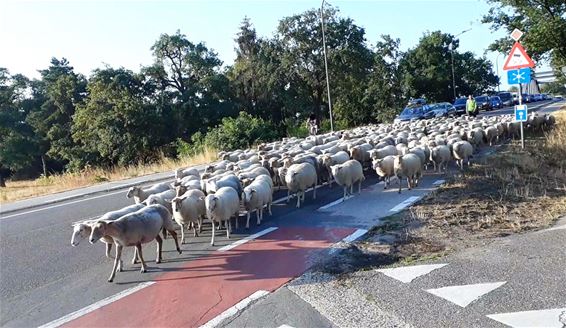 Schapen in de Barrier op weg naar... - Lommel